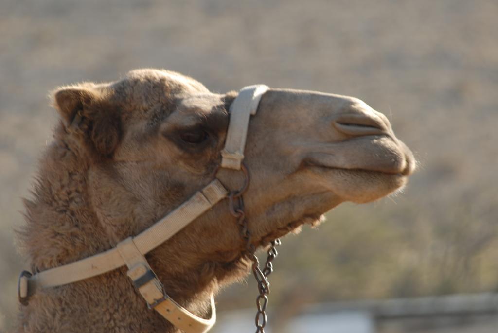 Negev Camel Ranch Villa Dimona Exterior photo