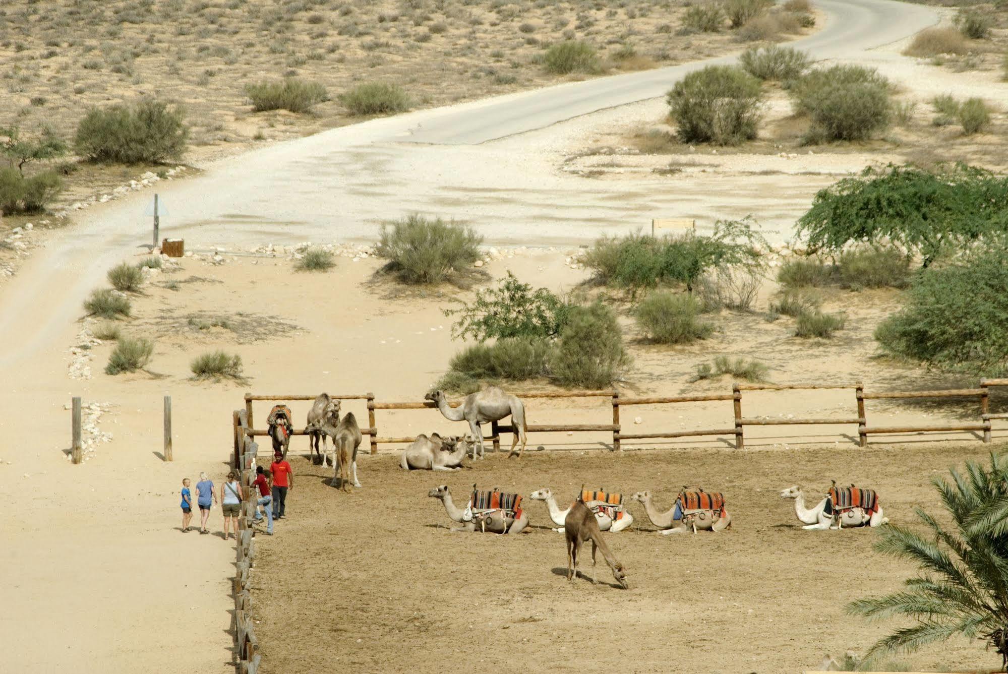 Negev Camel Ranch Villa Dimona Exterior photo