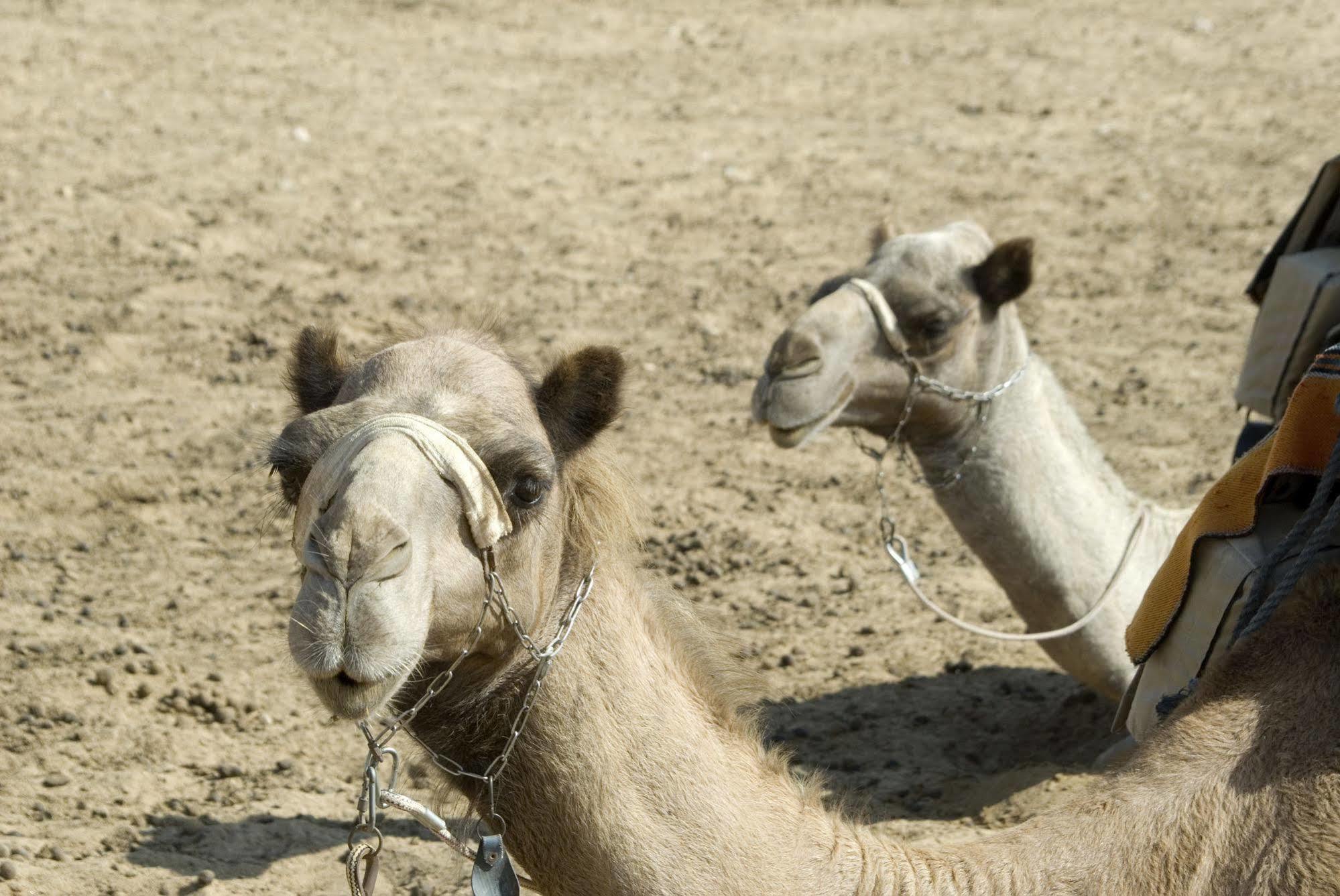 Negev Camel Ranch Villa Dimona Exterior photo