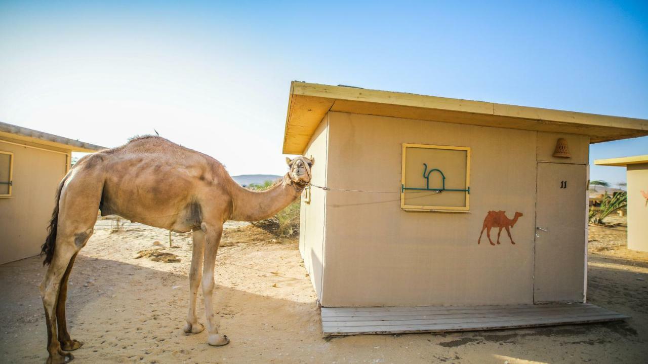 Negev Camel Ranch Villa Dimona Exterior photo
